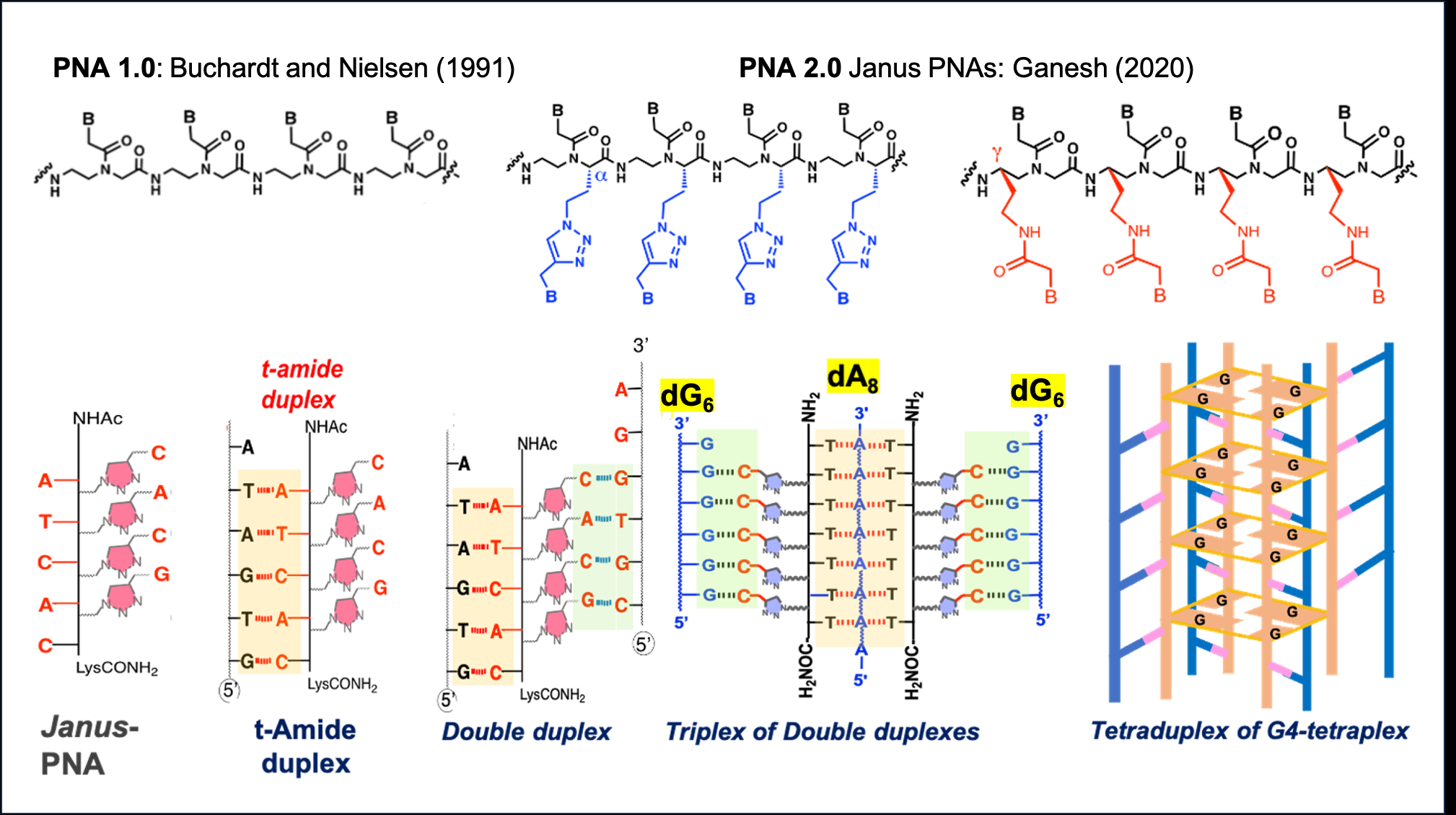 Subtle Pna Peptide Nucleic Acids (PNA 2.00): JANUS PNAs with non-identical faces ...