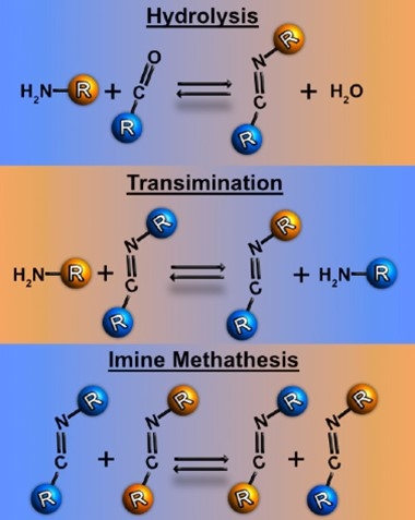 Reversible processes involving imine bonds: imine formation and hydrolysis (top),  transimination (middle), and metathesis (bottom).