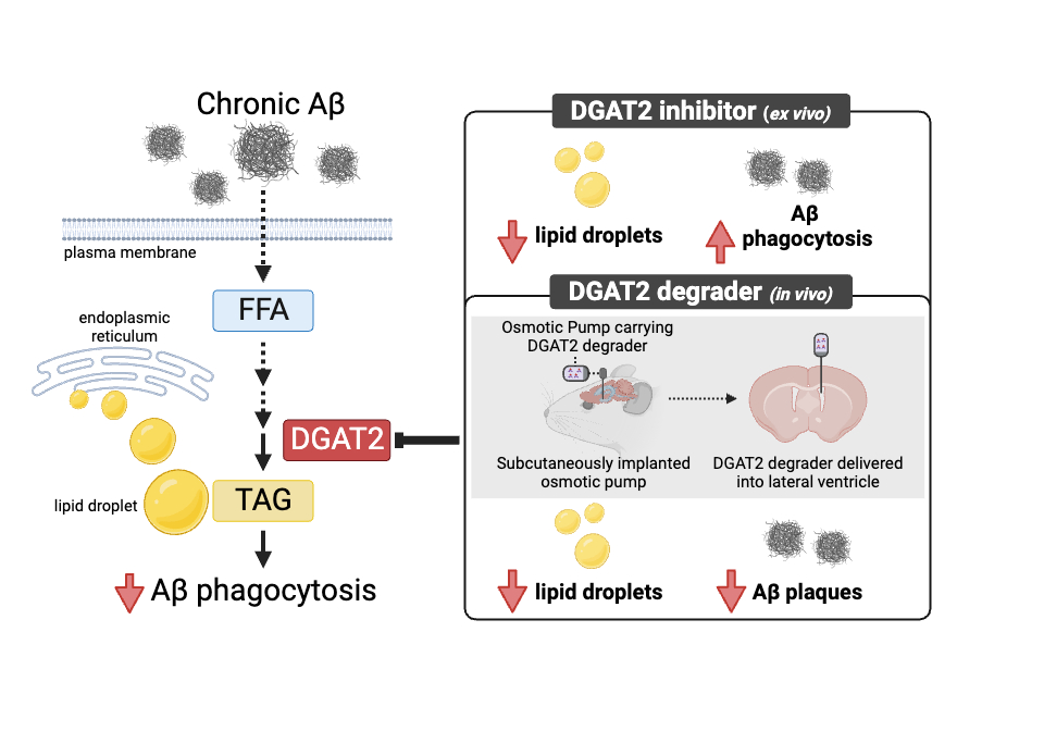 Targeting DGAT2 for combating Alzheimer’s disease - American Chemical ...