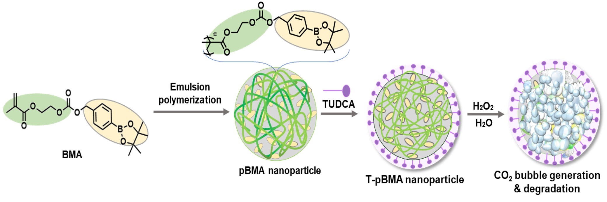 H2O2-triggered bubble generating and anti-inflammatory polymeric ...