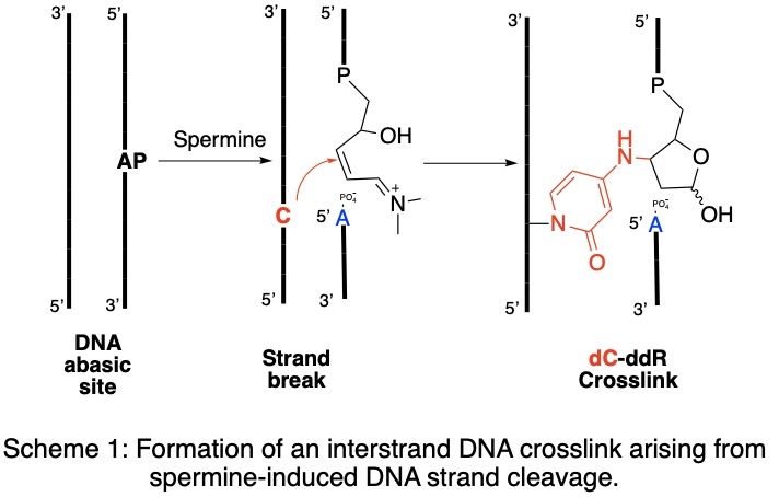 Generation of an interstrand cross-link by reaction of a cytosine ...