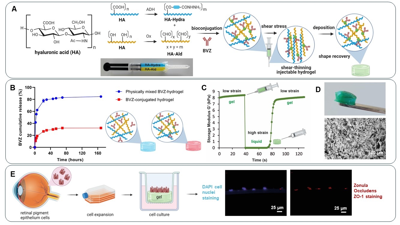Design of shear-thinning and cell-instructive hydrogels for ocular ...