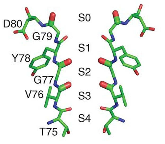 Conduction and selectivity mechanism of ion channels using quantum ...