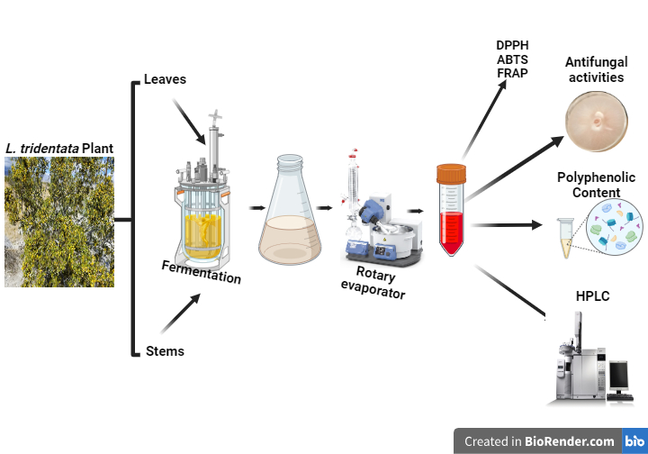 Fermentation-based extraction of polyphenolic bioactive compounds from ...
