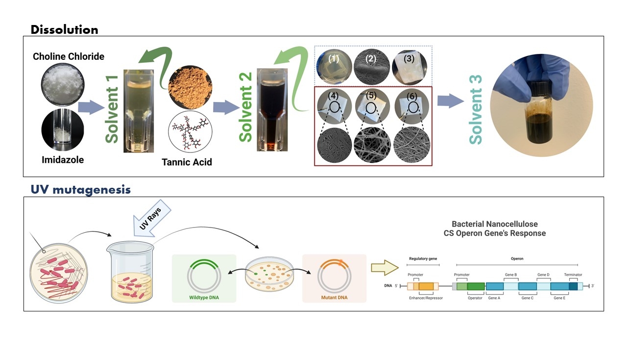 Tuning the dissolution and UV mutagenesis of bacterial nanocellulose ...