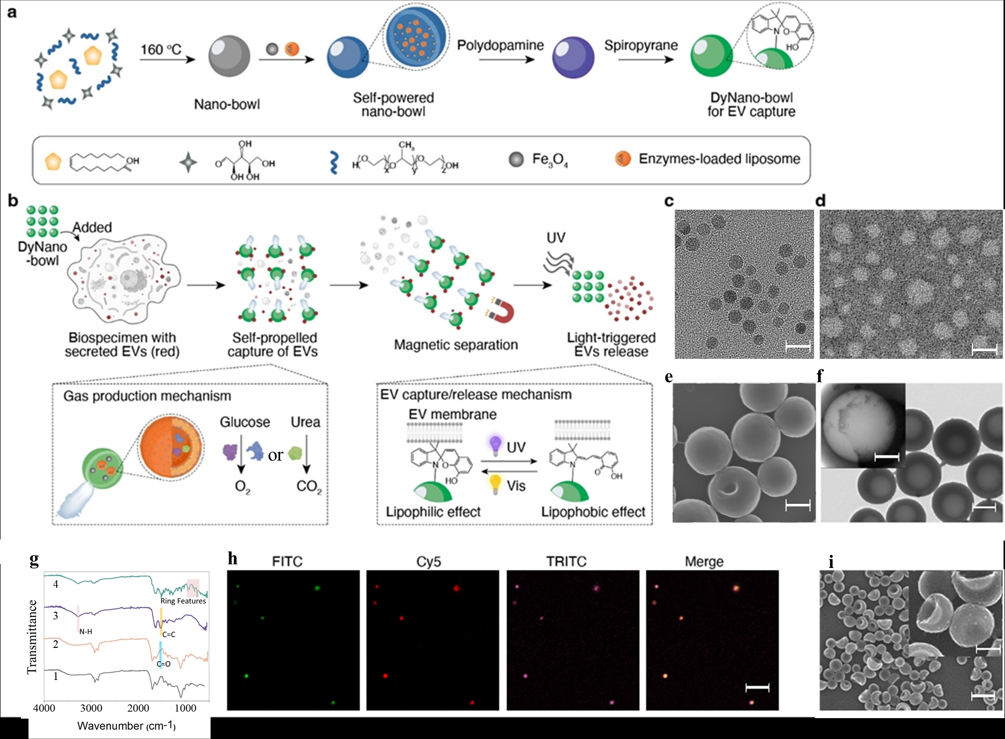 Light-reversible nanorobot enables high-purity isolation of ...