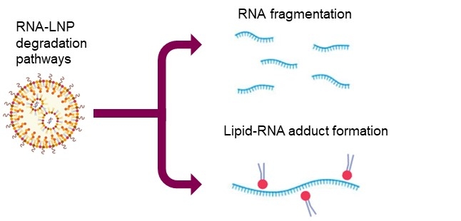 Mechanistic insights into RNA-LNP stability and intraparticle RNA ...