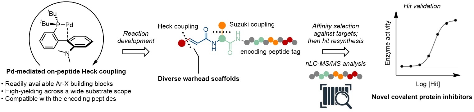 Peptide-encoded libraries for the discovery of covalent ligands for ...