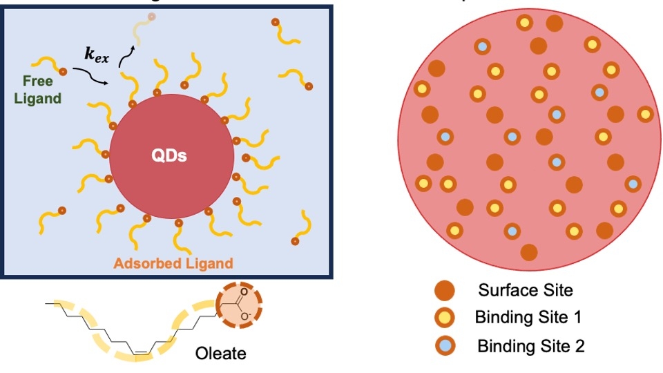 Quantifying multiple ligand binding modes and exchange kinetics on a ...