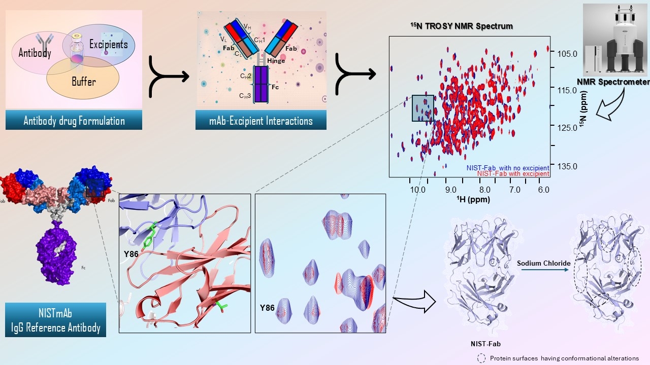 Excipient-induced mAb dynamics unveiled by NMR: Fast-tracking ...