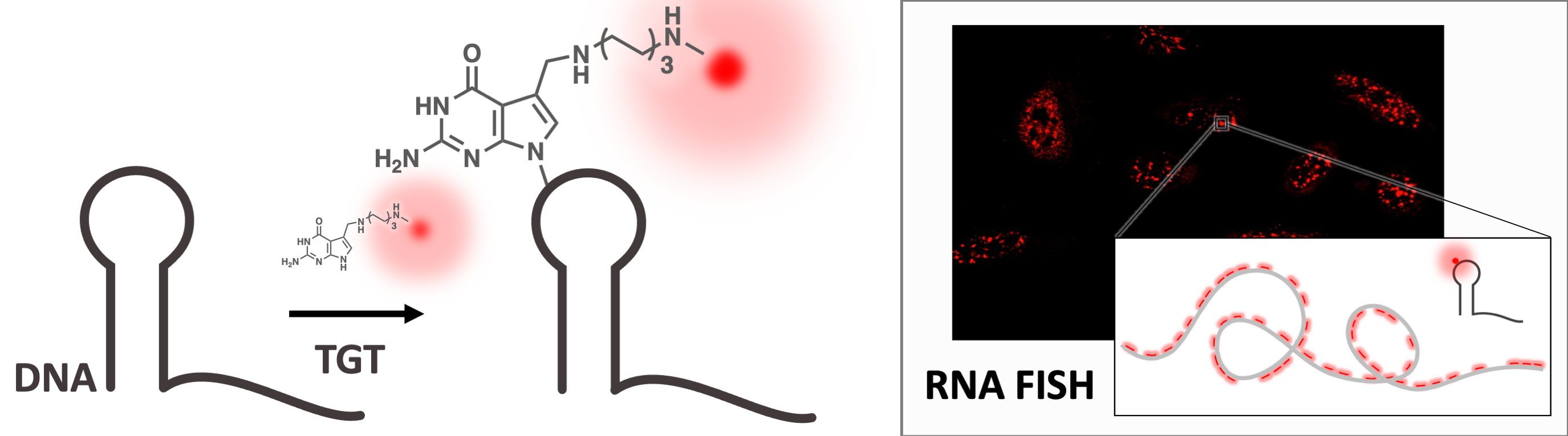 Trna Specific Modification Site-specific modification of DNA substrates by tRNA guanine ...