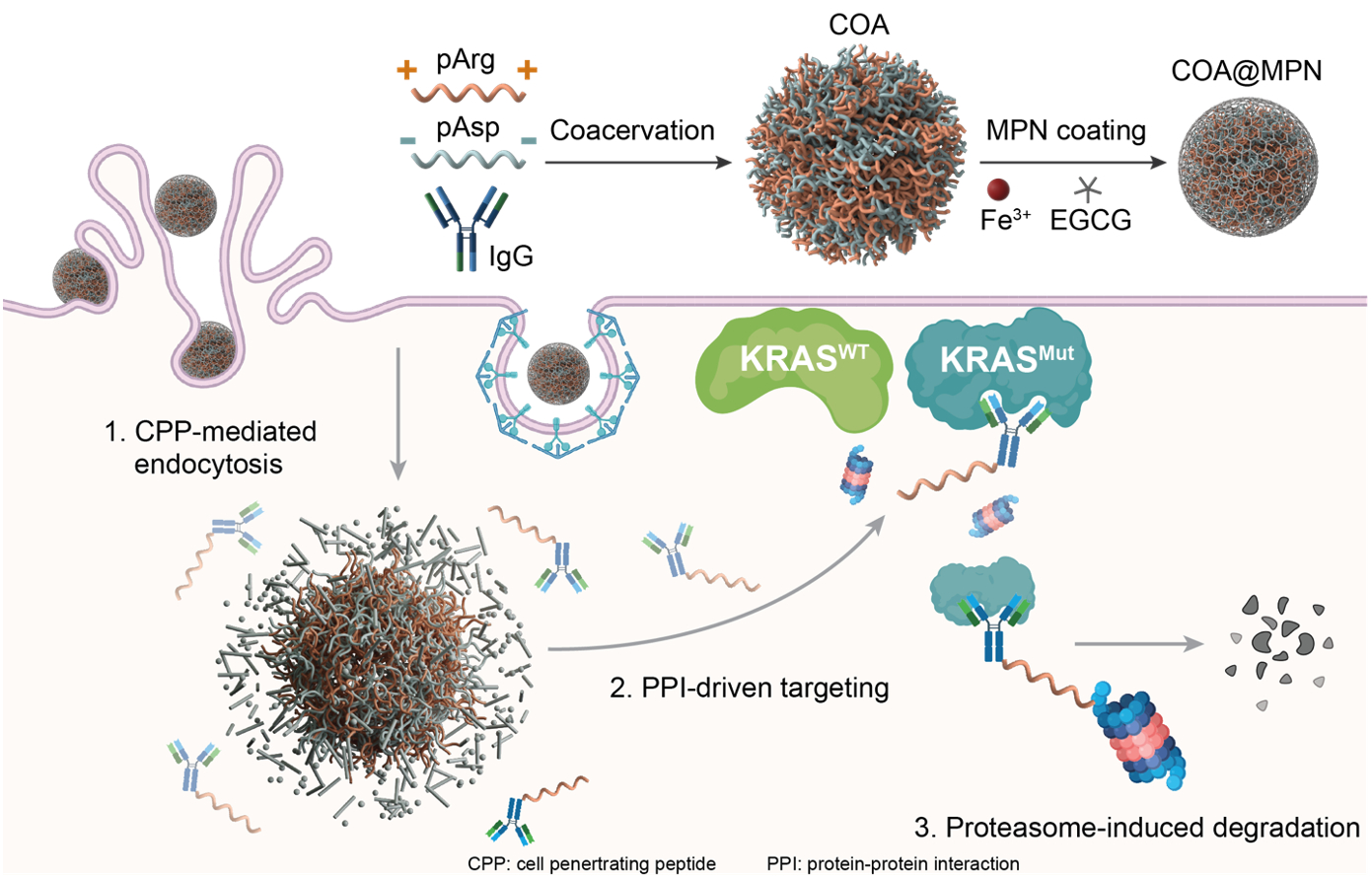 Biomolecular condensates as intracellular targeted protein degradation ...