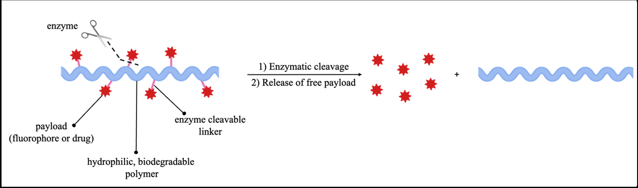 Development of cleavable linkers for polymer-drug conjugates - American Chemical Society Development of cleavable linkers for polymer-drug conjugates - American Chemical Society