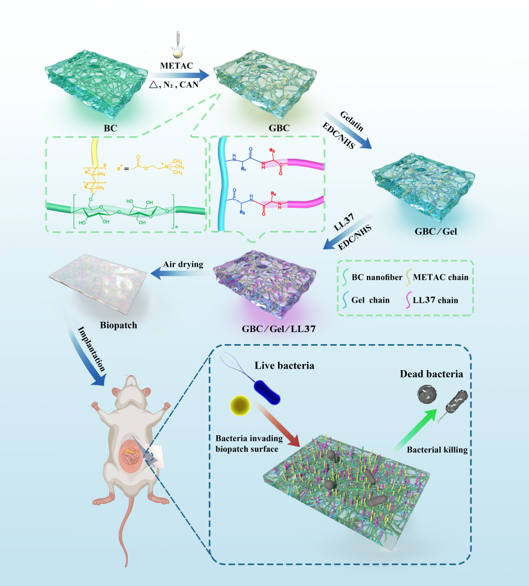 Antibacterial bacterial cellulose-based BioPatch for infected hernia ...